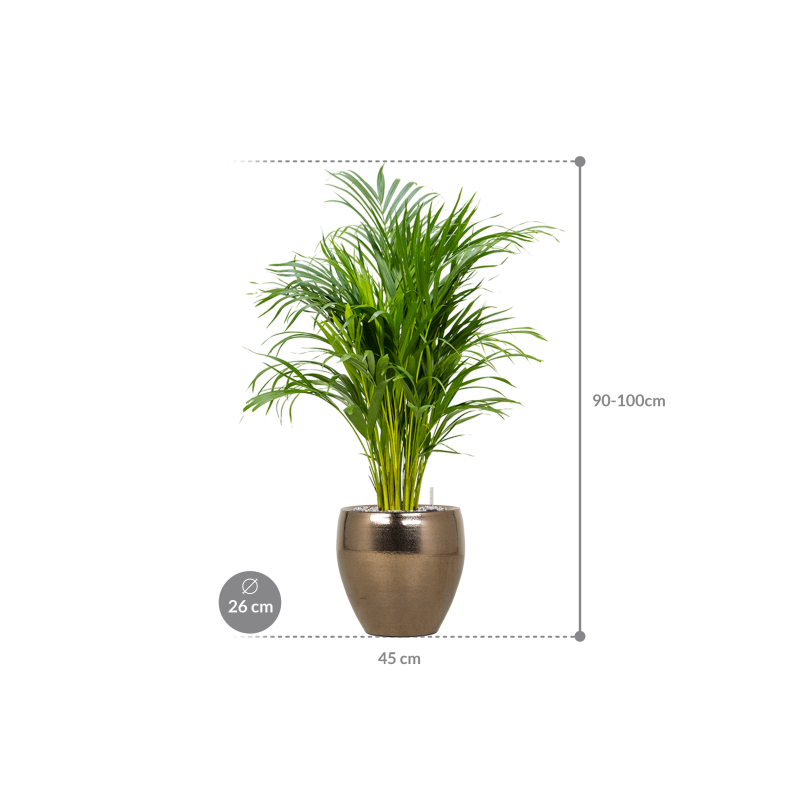 Areca Lutescens in Amora Couple Goud