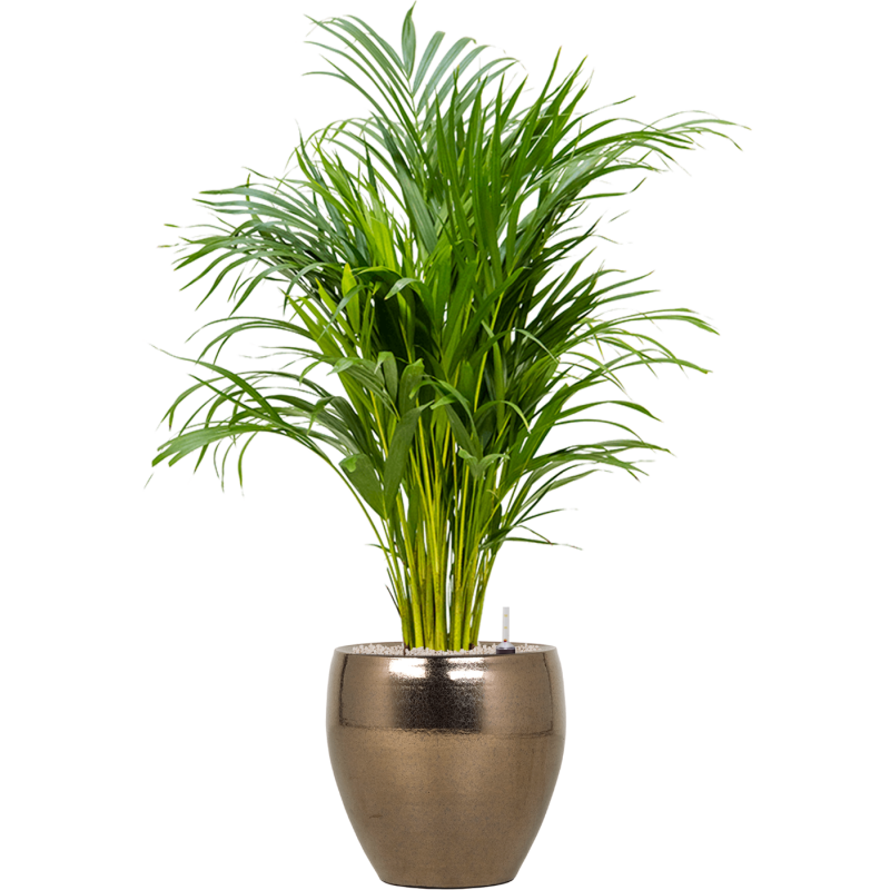 Areca Lutescens in Amora Couple Goud