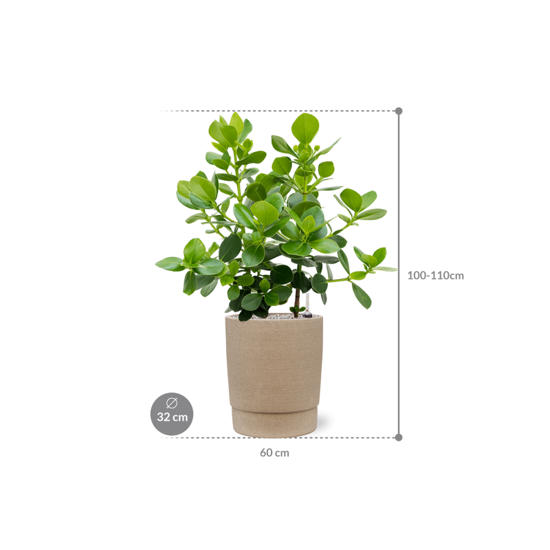 Clusia rosea Princess in Chao Concrete