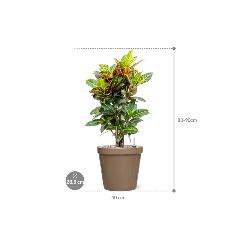Croton Variegatum Petra in Feliz Pot Conica Taupe