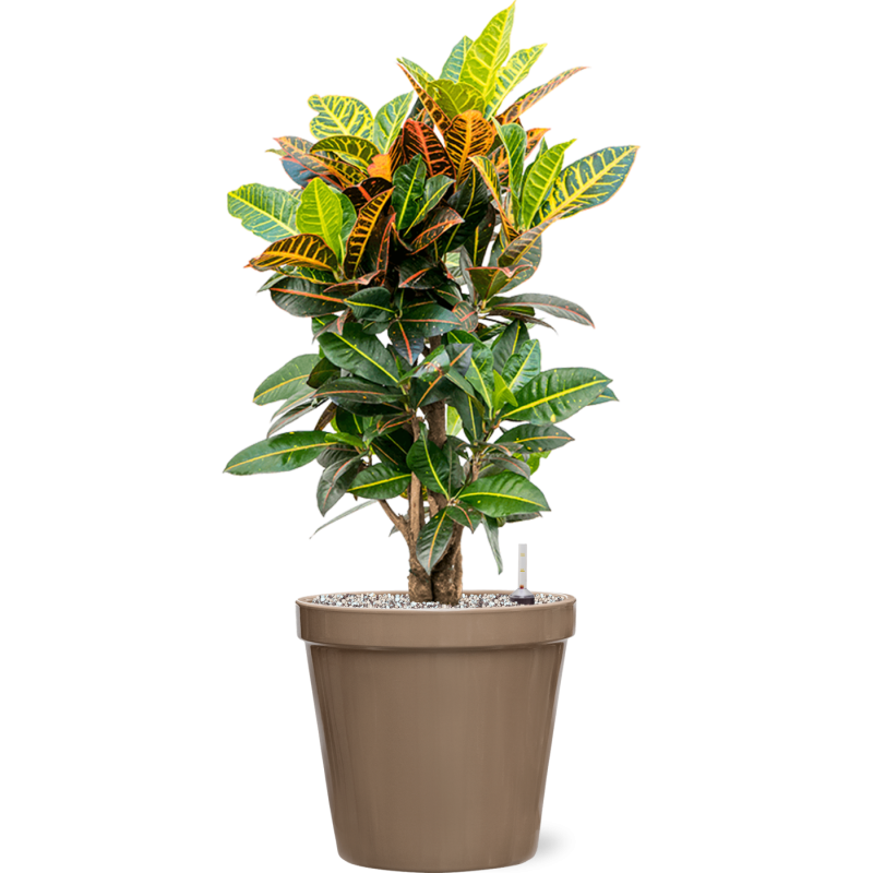 Croton Variegatum Petra in Feliz Pot Conica Taupe