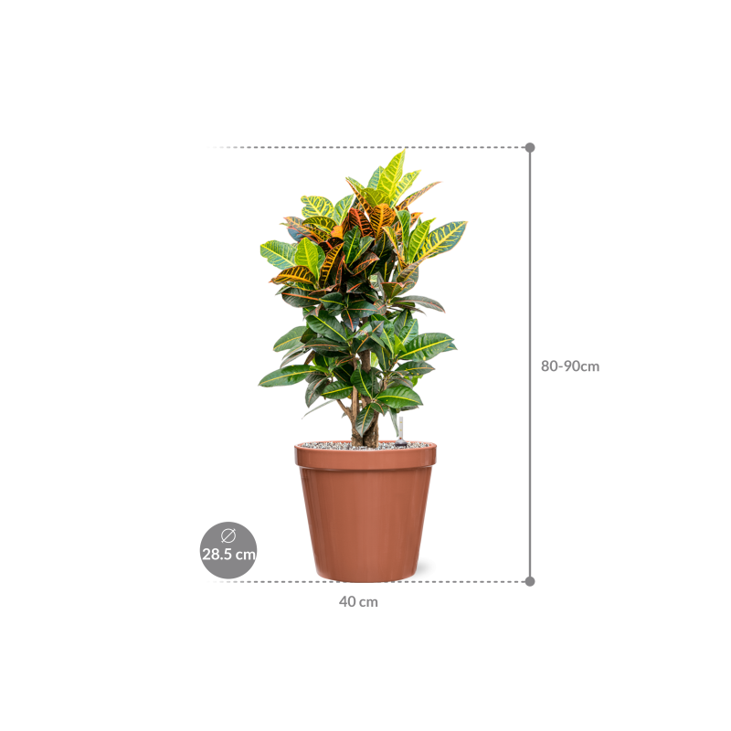 Croton Variegatum Petra in Feliz Pot Conica Roze