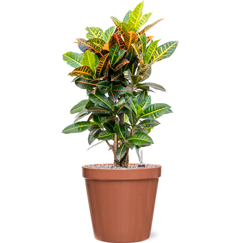 Croton Variegatum Petra in Feliz Pot Conica Roze