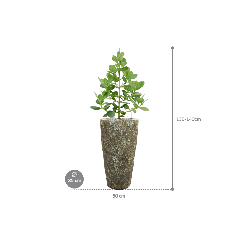 Clusia Rosea Princess in Baq Vulcana Partner Straight Groen