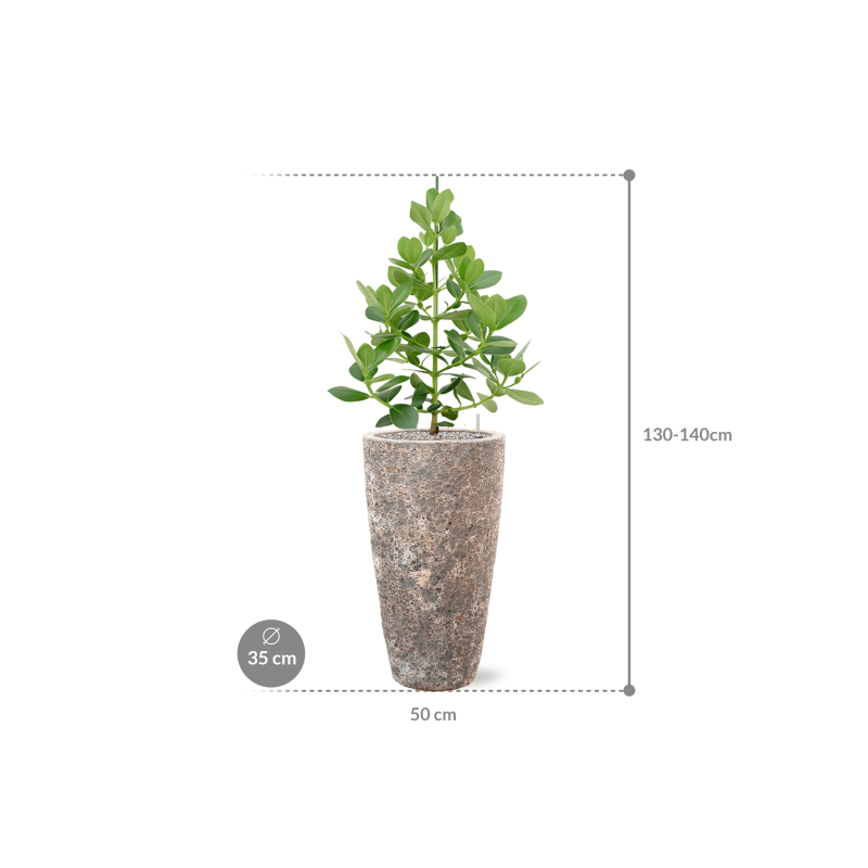 Clusia rosea Princess in Vulcana Partner Straight Metal