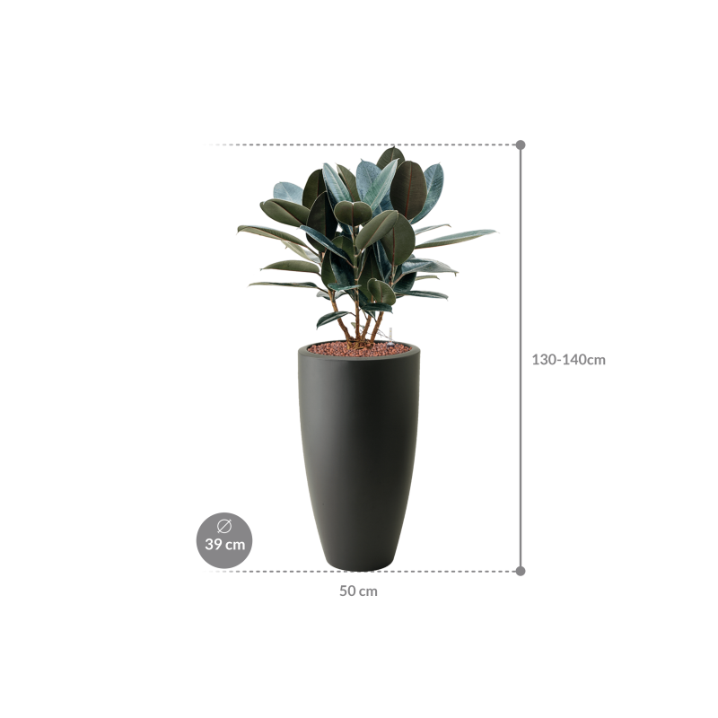 Ficus Abidjan in Elho Pure Soft Wit