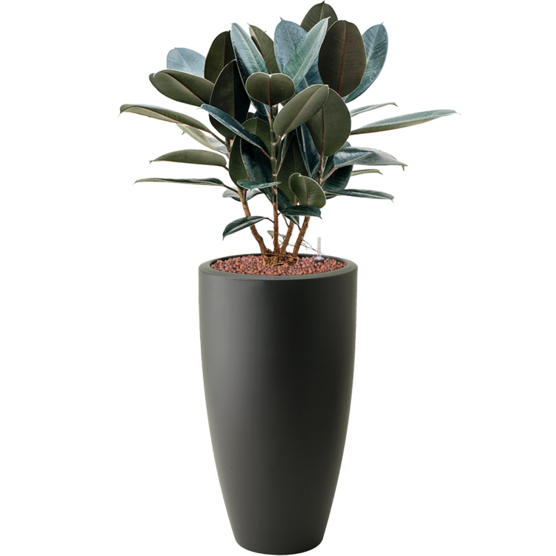 Ficus Abidjan in Elho Pure Soft Wit