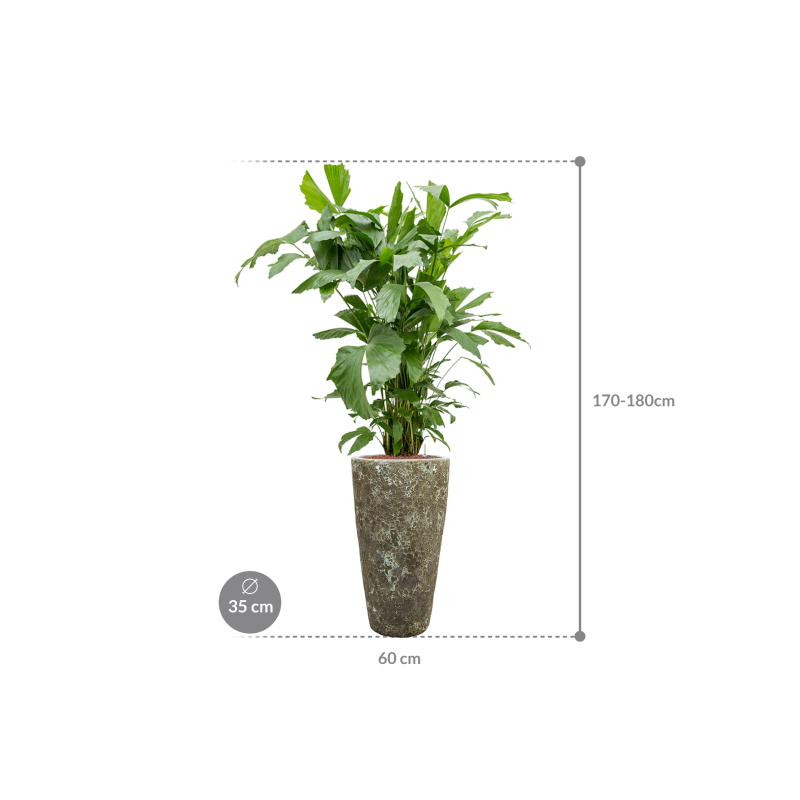 Caryota mitis in Baq Lava