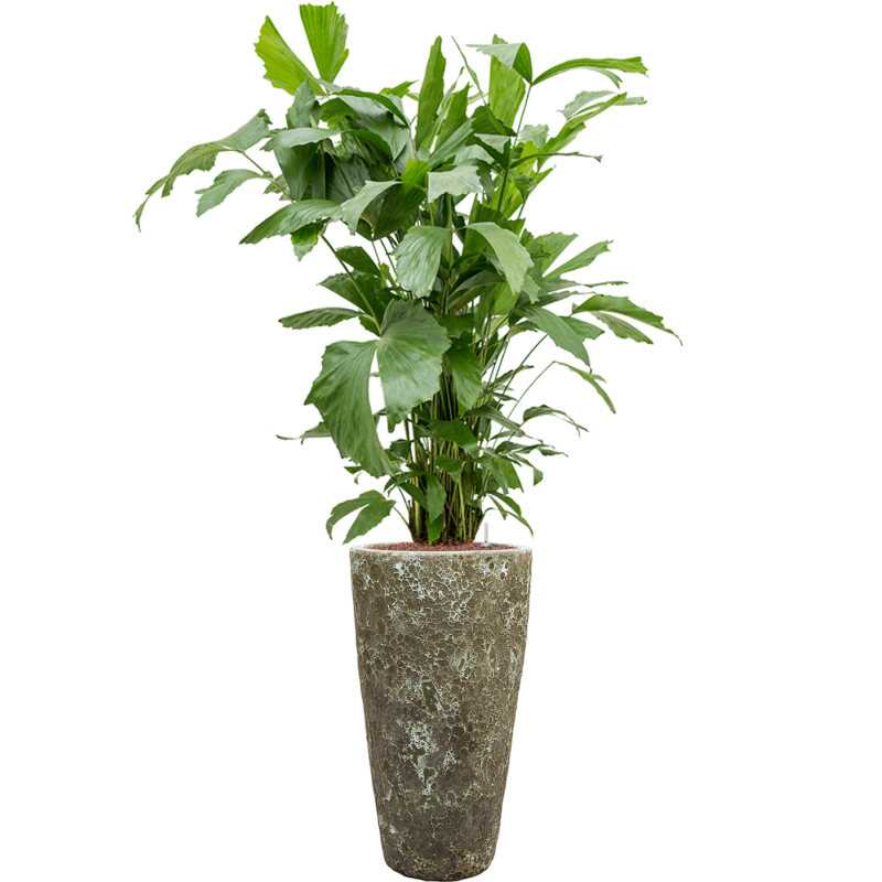 Caryota mitis in Baq Lava