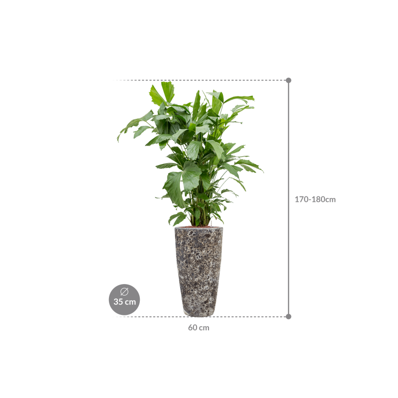 Caryota mitis in Baq Lava