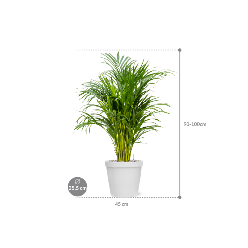 Areca Lutescens in Feliz Conica Wit