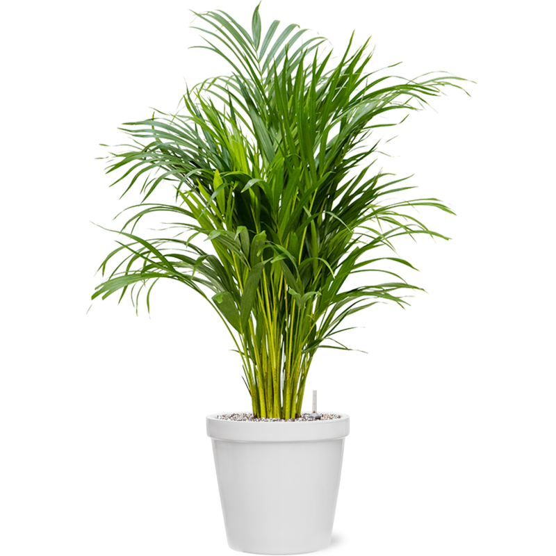 Areca Lutescens in Feliz Conica Wit