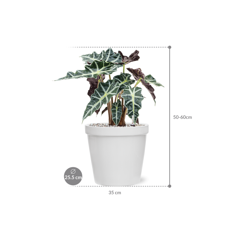 Alocasia Polly in Feliz Pot Conica Wit