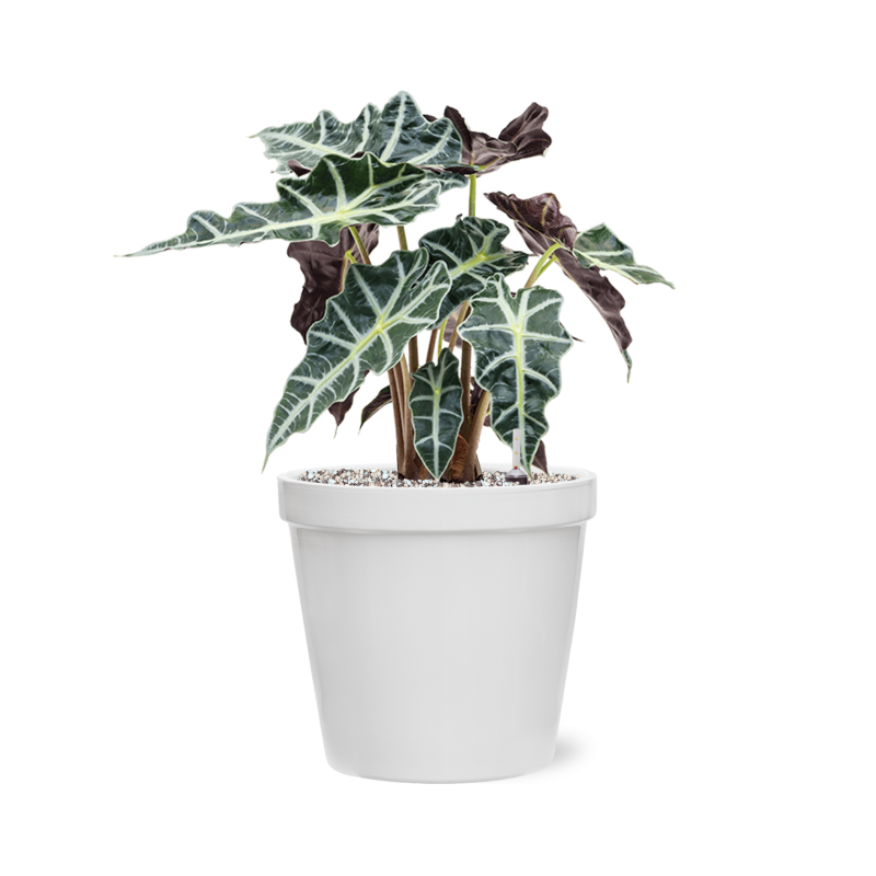 Alocasia Polly in Feliz Pot Conica Wit