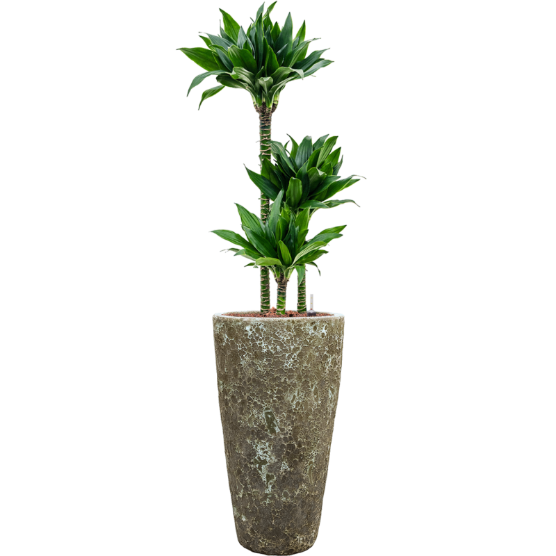 Dracaena Black Jack in Baq Vulcana Partner Straight Groen