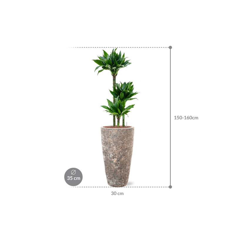 Dracaena Black Jack in Baq Vulcana Partner Straight Metal