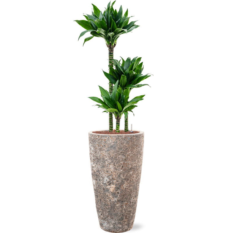 Dracaena Black Jack in Baq Vulcana Partner Straight Metal