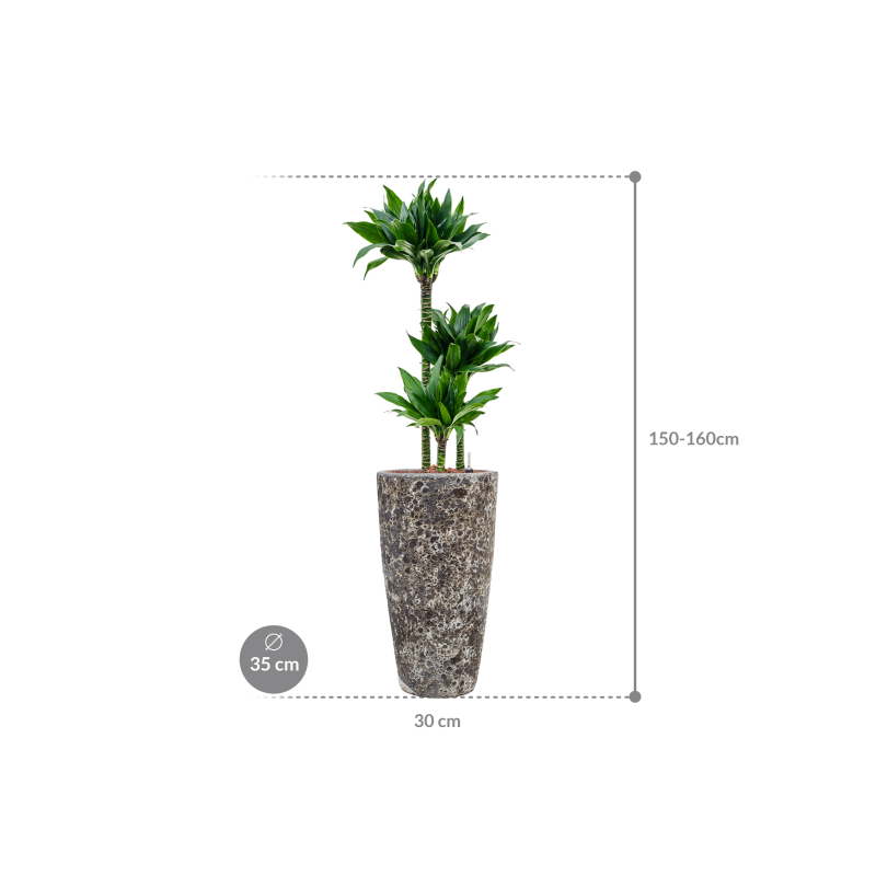 Dracaena Black Jack in Baq Vulcana Partner Straight Zwart