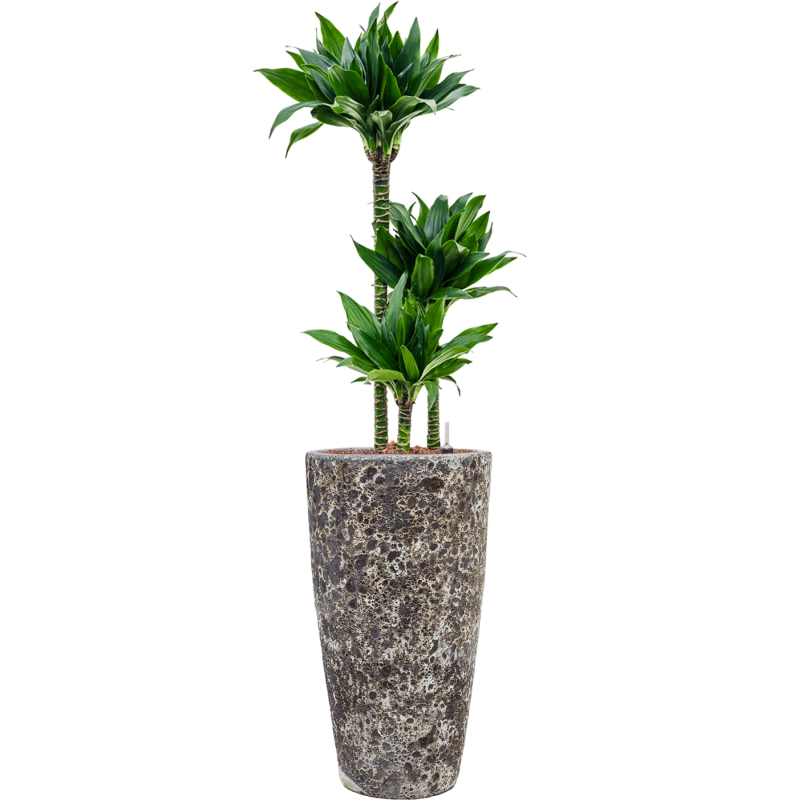 Dracaena Black Jack in Baq Vulcana Partner Straight Zwart