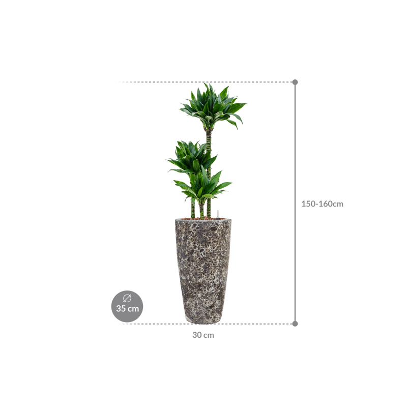 Dracaena Black Jack in Baq Lava