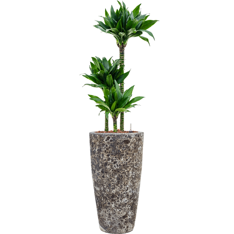Dracaena Black Jack in Baq Lava