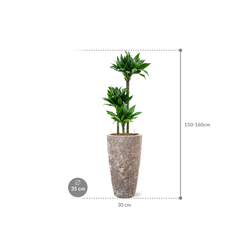 Dracaena fragrans 'Black jack' in Baq Vulcana Partner Straight Metal