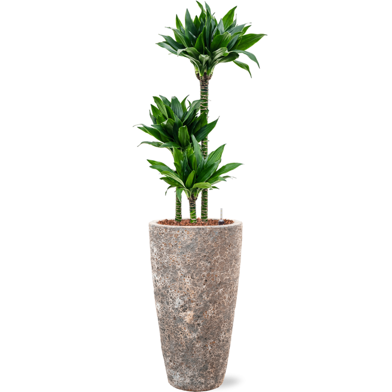 Dracaena fragrans 'Black jack' in Baq Vulcana Partner Straight Metal
