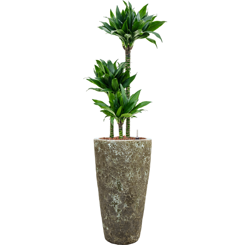 Dracaena Black Jack in Baq Vulcana Partner Straight Groen