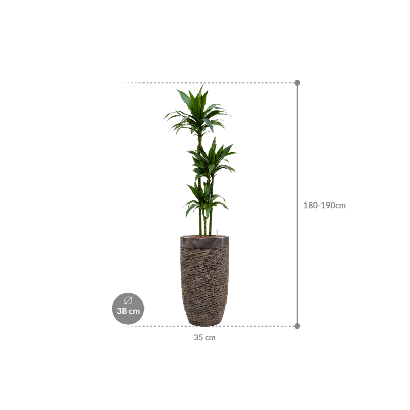Dracaena Janet Craig in Baq Luxe Lite Universe Layer