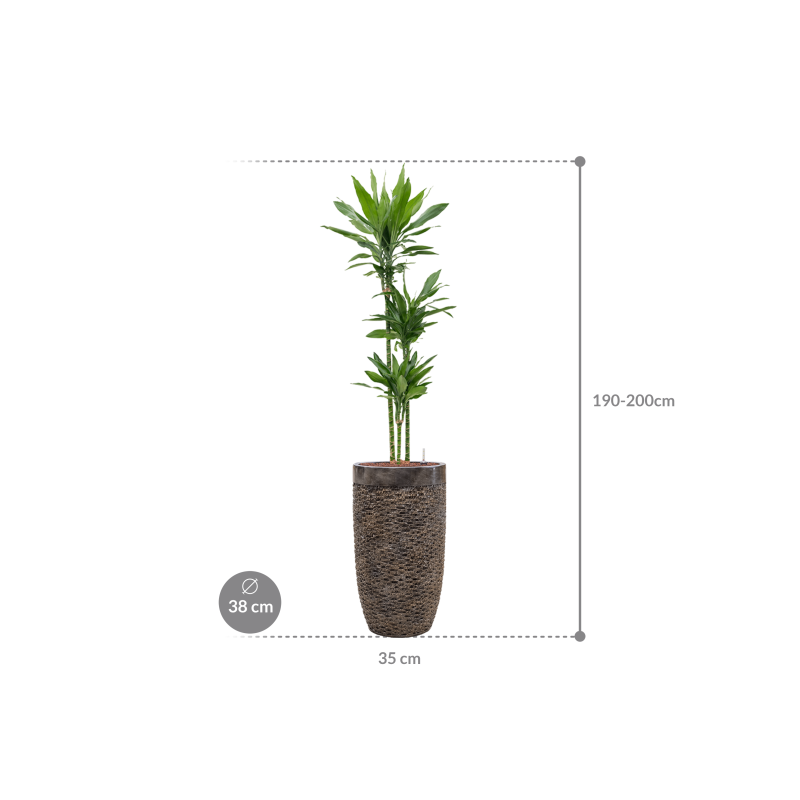 Dracaena Janet Lind in Baq Luxe Lite Universe Layer