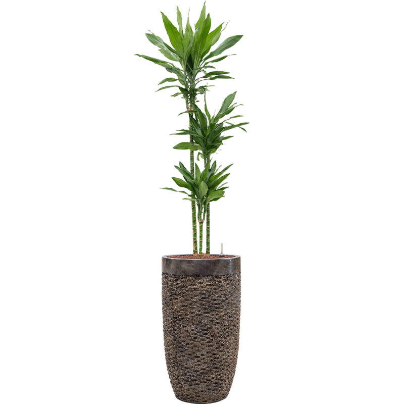 Dracaena Janet Lind in Baq Luxe Lite Universe Layer