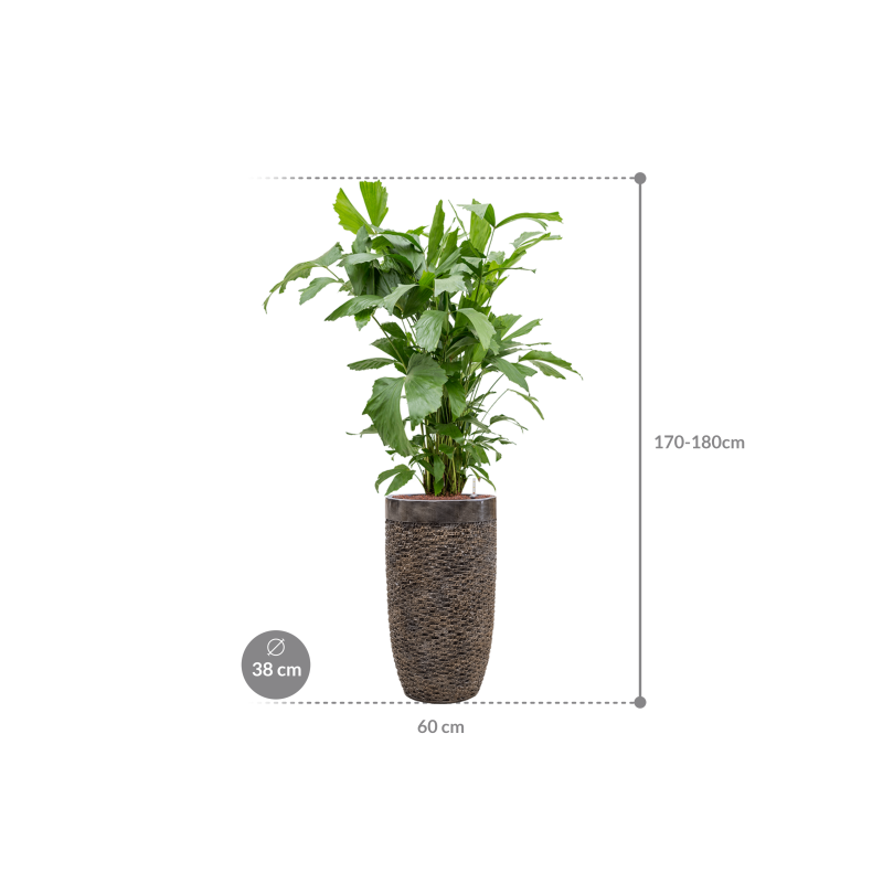 Caryota mitis in Baq Luxe Lite Universe Layer