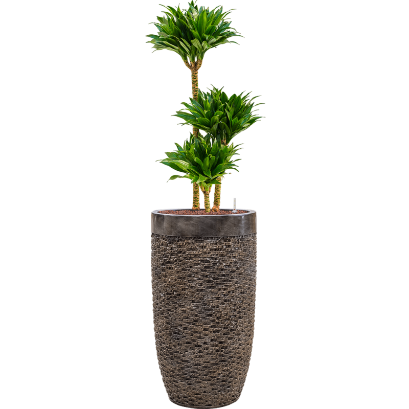 Dracaena Compacta in Baq Luxe Lite Universe Layer