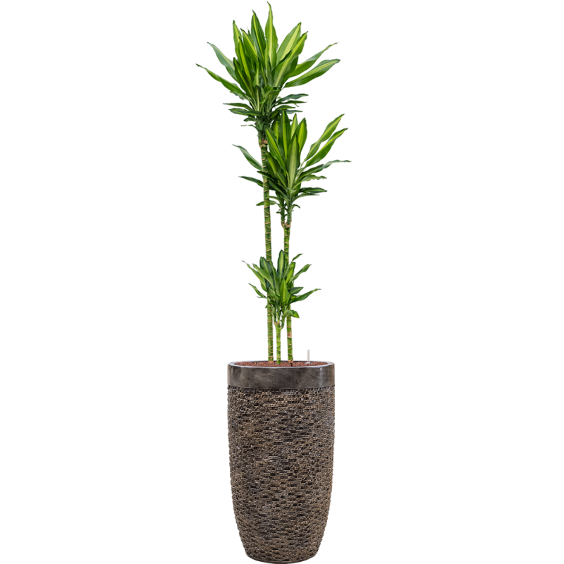 Dracaena Cintho in Baq Luxe Lite Universe Layer