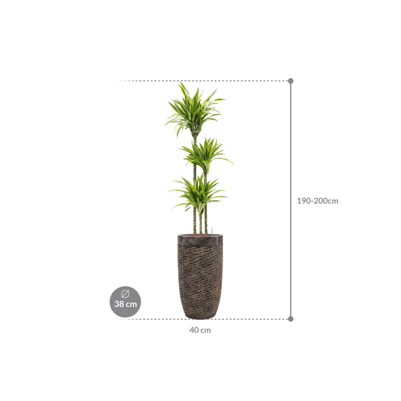 Dracaena Lemon Lime in Baq Luxe Lite Universe Layer