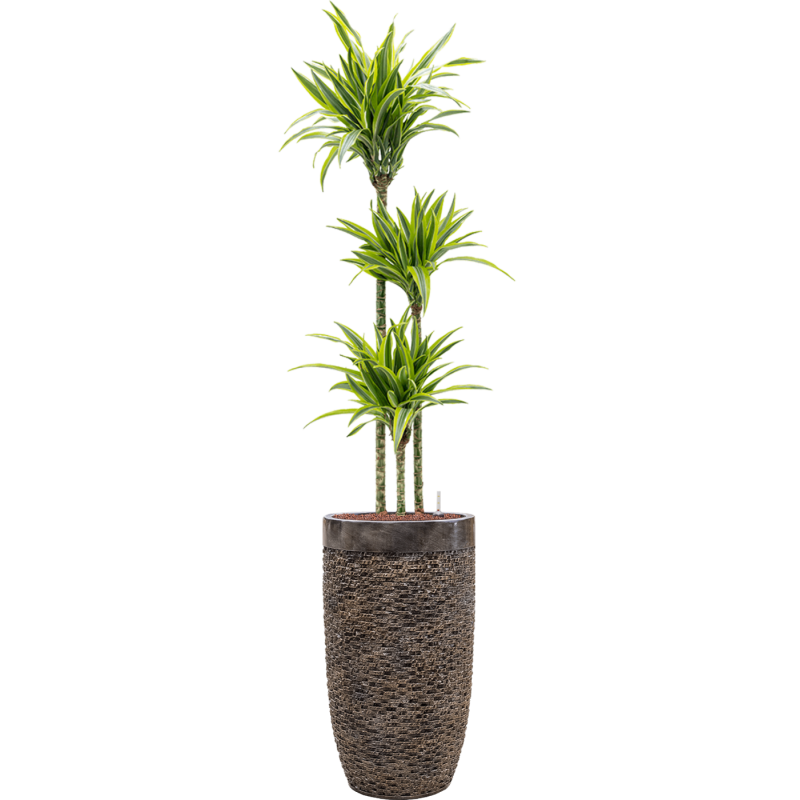 Dracaena Lemon Lime in Baq Luxe Lite Universe Layer