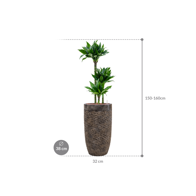 Dracaena Black Jack in Baq Luxe Lite Universe Layer