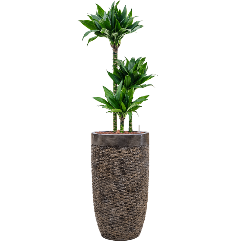 Dracaena Black Jack in Baq Luxe Lite Universe Layer