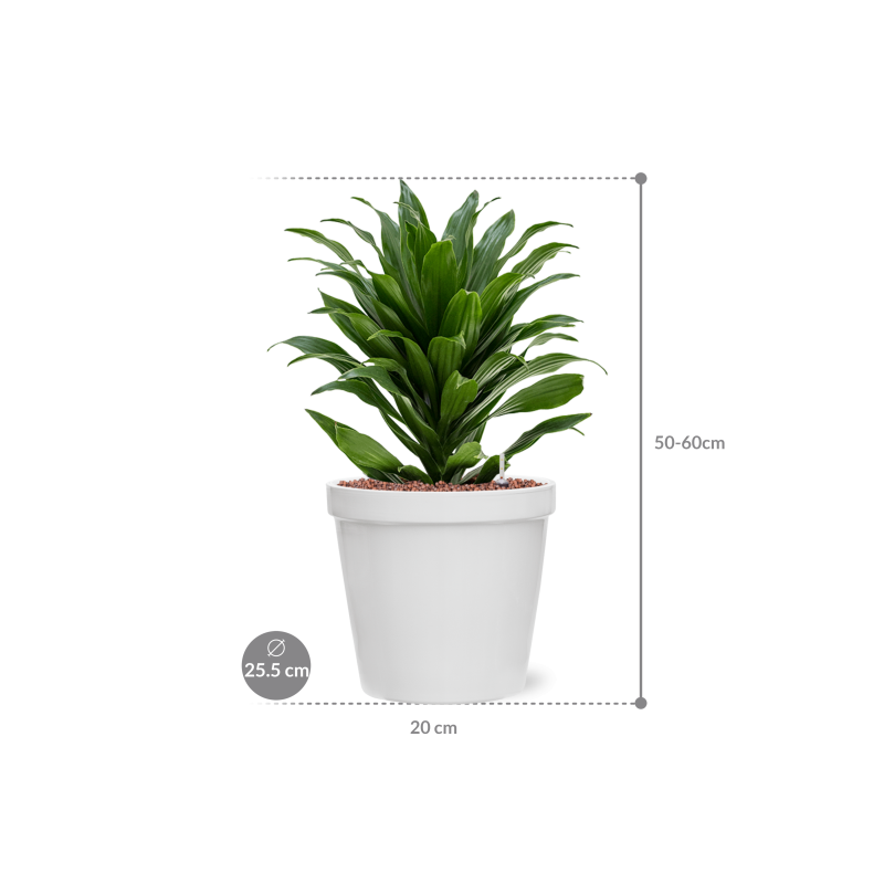 Dracaena Compacta in Feliz Conica Wit