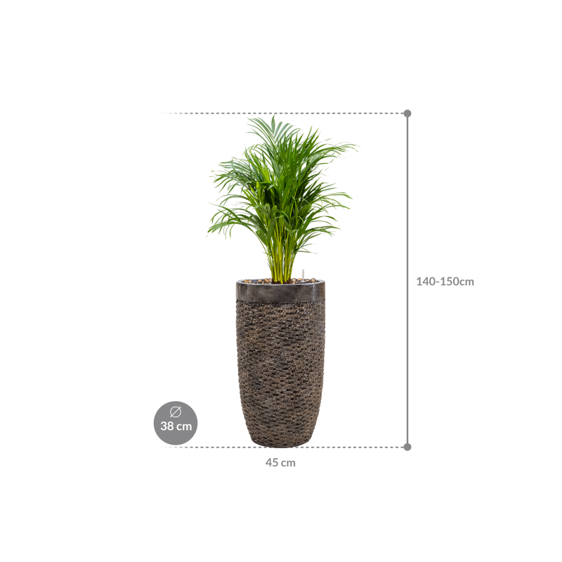 Areca Lutescens in Baq Luxe Lite Universe Layer