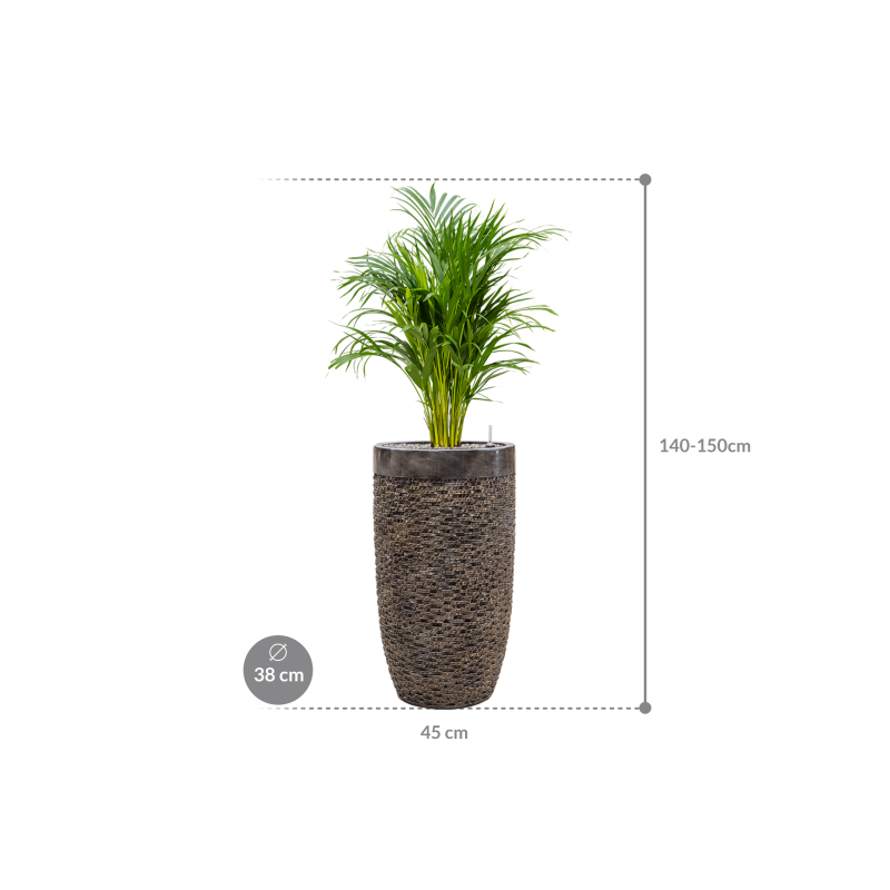 Areca Lutescens in Baq Luxe Lite Universe Layer