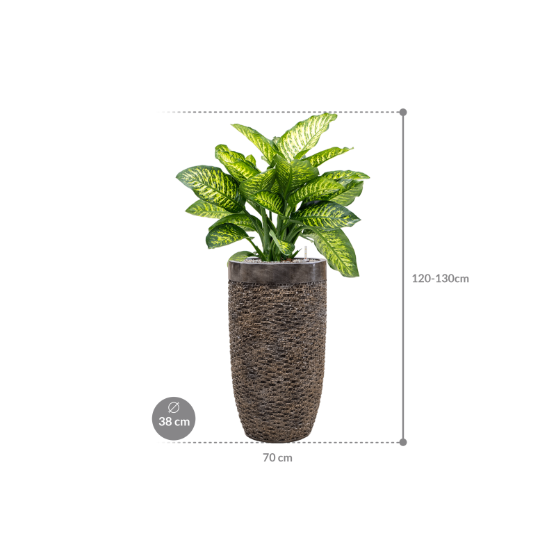 Dieffenbachia Maroba in Baq Luxe Lite Universe Layer