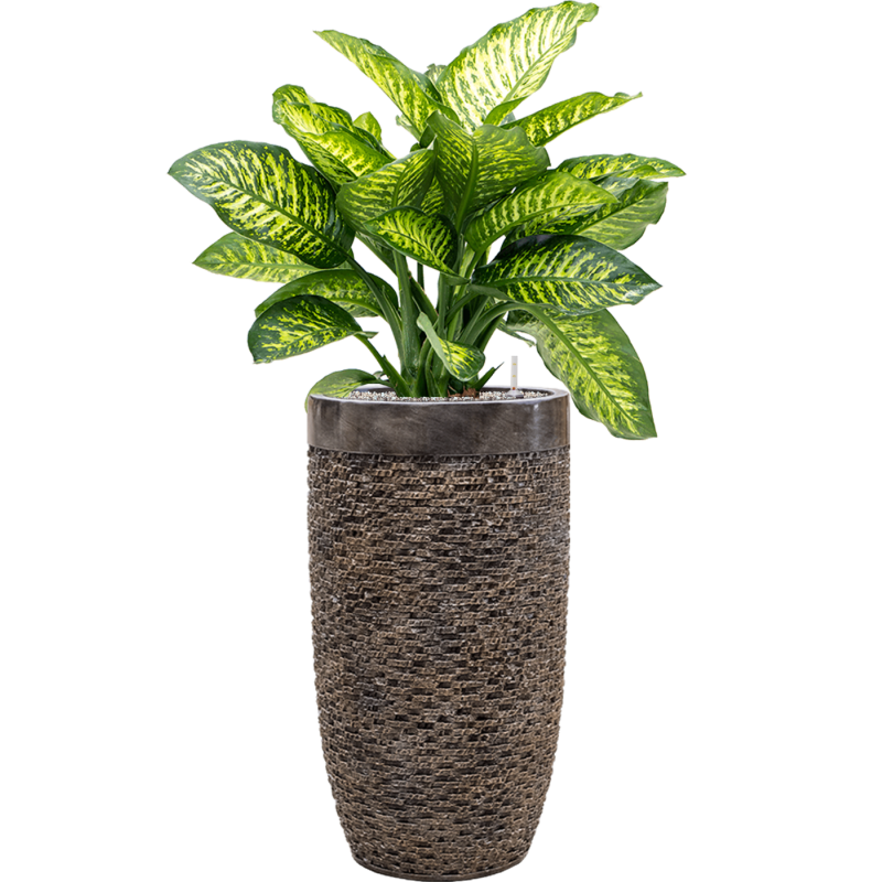 Dieffenbachia Maroba in Baq Luxe Lite Universe Layer