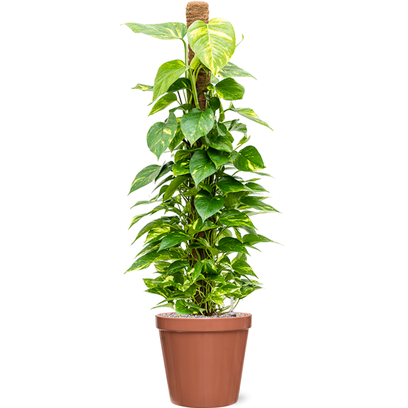 Scindapsus Aureum in Feliz Conica Roze