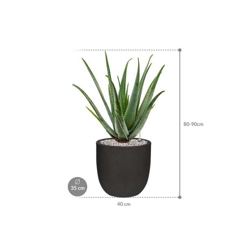 Aloe vera barbadensis in Capi Urban Smooth NL
