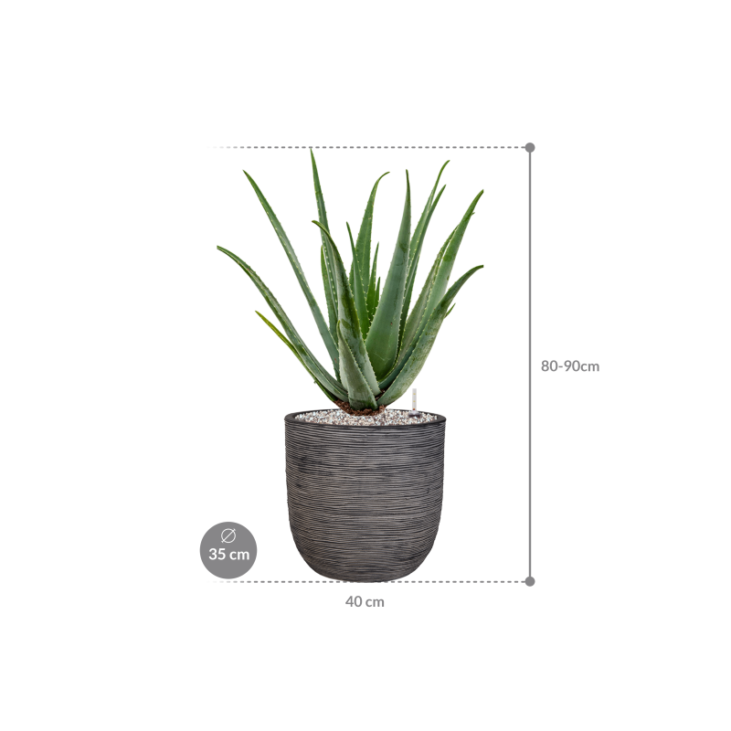 Aloe vera barbadensis in Capi Nature Rib NL