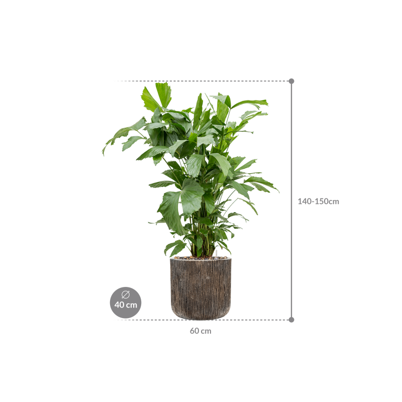 Caryota mitis in Baq Luxe Lite Universe Waterfall