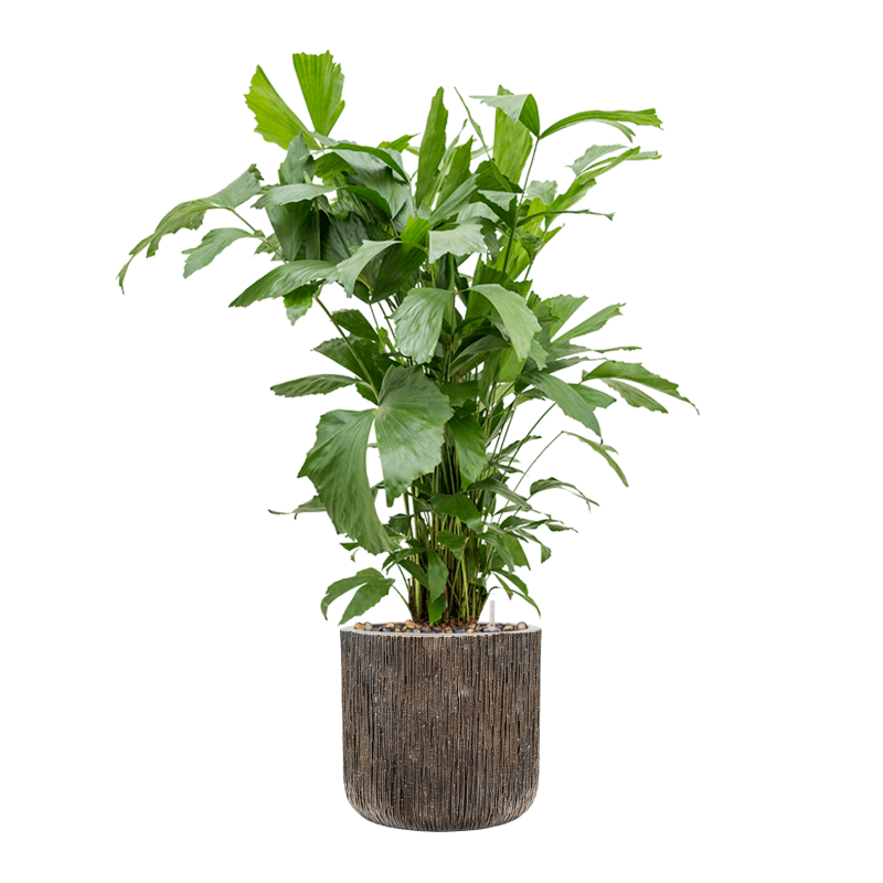 Caryota mitis in Baq Luxe Lite Universe Waterfall