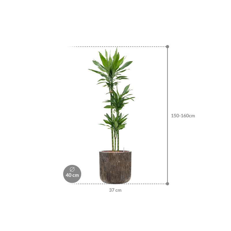 Dracaena Janet Lind in Baq Luxe Lite Universe Waterfall Cilinder