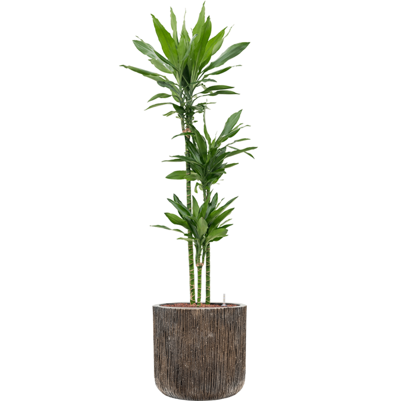 Dracaena Janet Lind in Baq Luxe Lite Universe Waterfall Cilinder